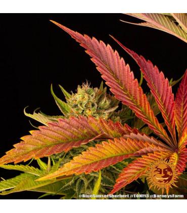 Blue Sunset Sherbert (Barney's Farm)