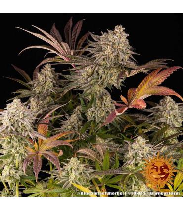 Blue Sunset Sherbert (Barney's Farm)