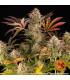 Blue Sunset Sherbert (Barney's Farm)