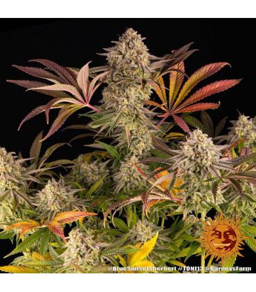 Blue Sunset Sherbert (Barney's Farm)