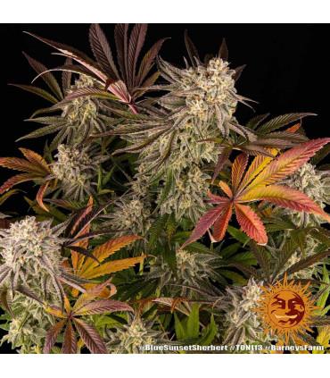 Blue Sunset Sherbert (Barney's Farm)