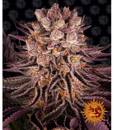 Mimosa x Orange Punch (Barney's Farm)