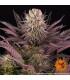 Mimosa x Orange Punch (Barney's Farm)
