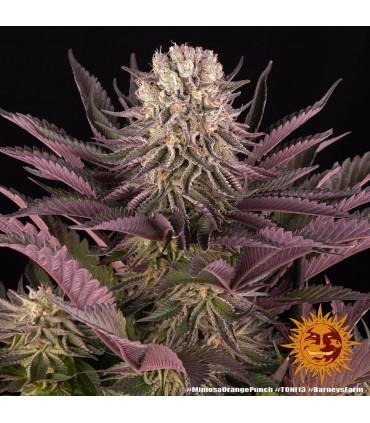 Mimosa x Orange Punch (Barney's Farm)