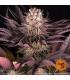 Mimosa x Orange Punch (Barney's Farm)