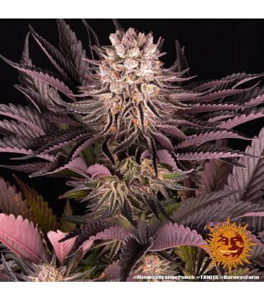 Mimosa x Orange Punch (Barney's Farm)