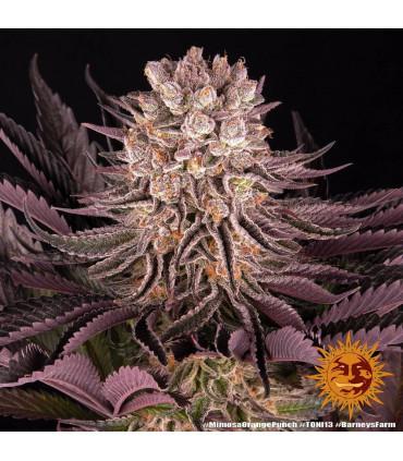 Mimosa x Orange Punch (Barney's Farm)