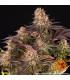 Mimosa x Orange Punch (Barney's Farm)