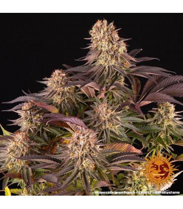 Mimosa x Orange Punch (Barney's Farm)