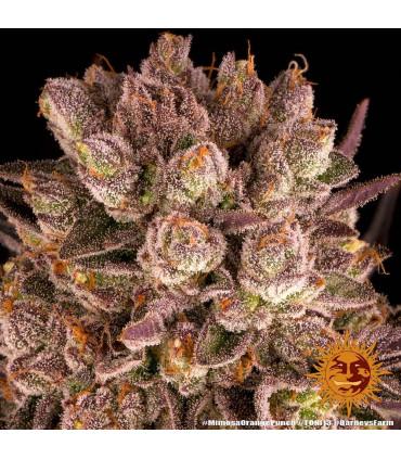 Mimosa x Orange Punch (Barney's Farm)