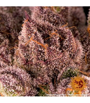 Mimosa x Orange Punch (Barney's Farm)