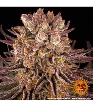 Mimosa x Orange Punch (Barney's Farm)