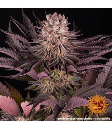 Mimosa x Orange Punch (Barney's Farm)