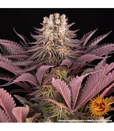 Mimosa x Orange Punch (Barney's Farm)