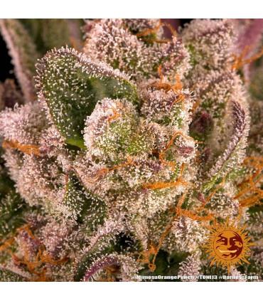 Mimosa x Orange Punch (Barney's Farm)
