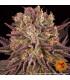 Mimosa x Orange Punch (Barney's Farm)