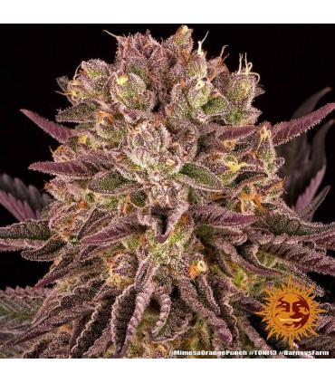 Mimosa x Orange Punch (Barney's Farm)