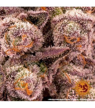 Mimosa x Orange Punch (Barney's Farm)