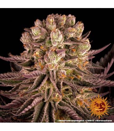 Mimosa x Orange Punch (Barney's Farm)