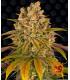 Lemon Tree (Barney's Farm)