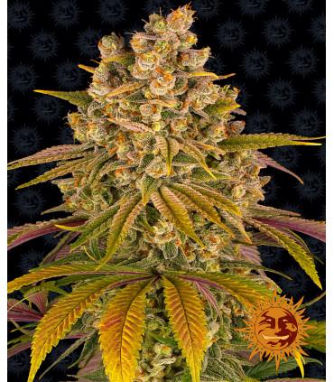 Lemon Tree (Barney's Farm)