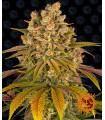 Lemon Tree