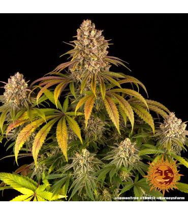 Lemon Tree (Barney's Farm)