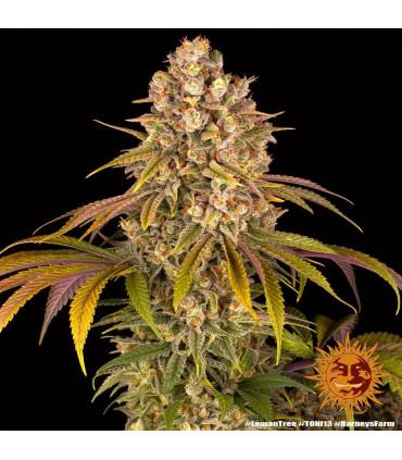 Lemon Tree (Barney's Farm)