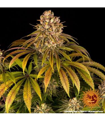 Lemon Tree (Barney's Farm)