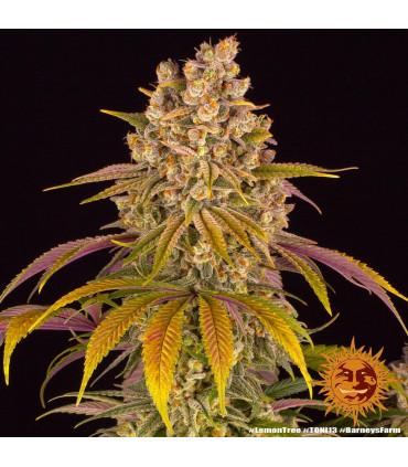 Lemon Tree (Barney's Farm)