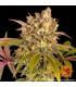 Lemon Tree (Barney's Farm)