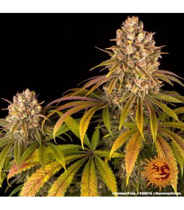 Lemon Tree (Barney's Farm)