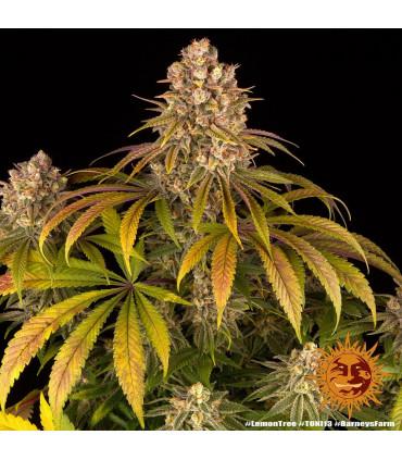 Lemon Tree (Barney's Farm)