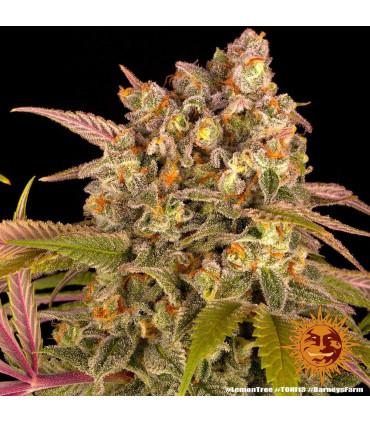 Lemon Tree (Barney's Farm)