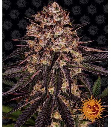 Biscotti x Mintz (Barney's Farm)