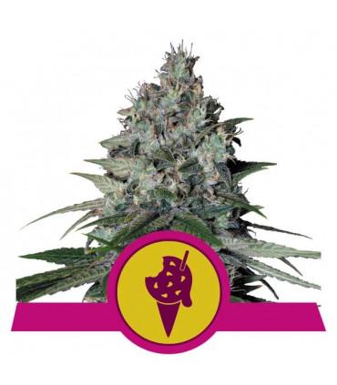 Cookies Gelato (Royal Queen Seeds)