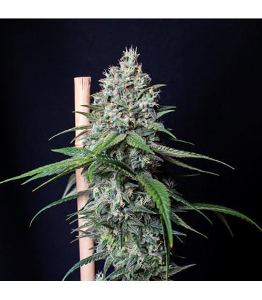 Cookies Gelato (Royal Queen Seeds)