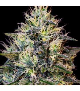 Cookies Gelato (Royal Queen Seeds)