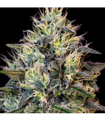 Cookies Gelato (Royal Queen Seeds)