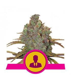 El Patron (Royal Queen Seeds)