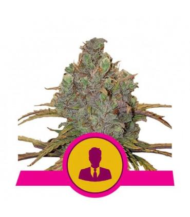 El Patron (Royal Queen Seeds)
