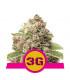 Triple G (Royal Queen Seeds)