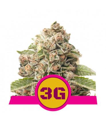 Triple G (Royal Queen Seeds)