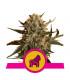 Mother Gorilla (Πρώην Royal Madre) (Royal Queen Seeds)