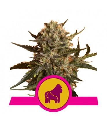 Mother Gorilla (Πρώην Royal Madre) (Royal Queen Seeds)
