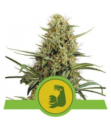 Hulkberry Auto (Royal Queen Seeds)