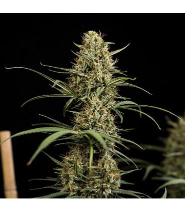 Hulkberry Auto (Royal Queen Seeds)