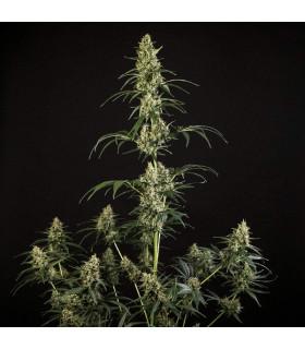 Hulkberry Auto (Royal Queen Seeds)