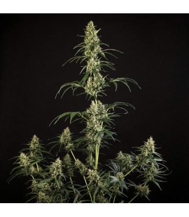 Hulkberry Auto (Royal Queen Seeds)
