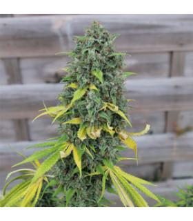 Hulkberry (Royal Queen Seeds)